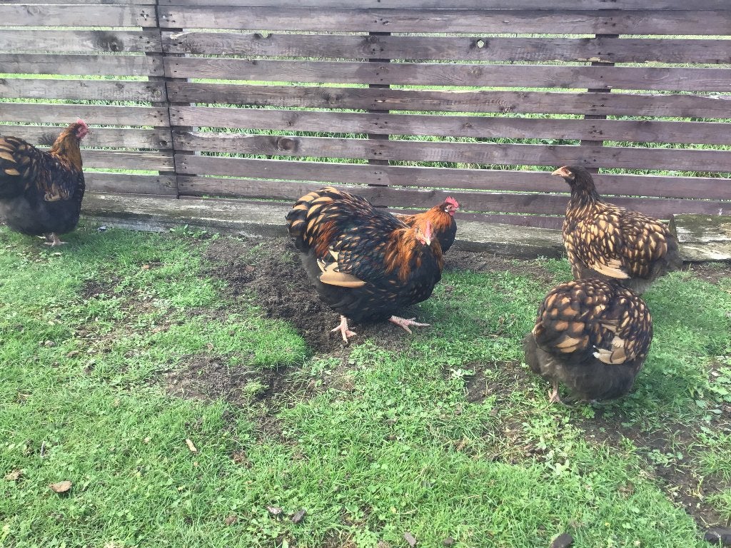 Jonge orpington goud zwartgezoomd haan, Mâle, Poule ou poulet