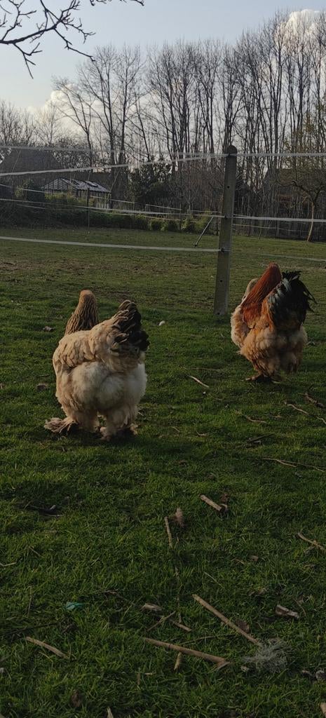 Brahma, Dieren en Toebehoren, Pluimvee