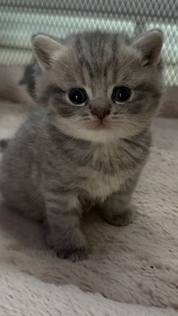 Brits korthaar kittens, Dieren en Toebehoren, Meerdere dieren, Gechipt, 0 tot 2 jaar