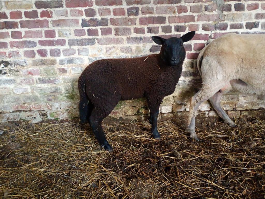 Ooi lam te koop, Dieren en Toebehoren, Schapen, Geiten en Varkens, Vrouwelijk, Schaap, 0 tot 2 jaar