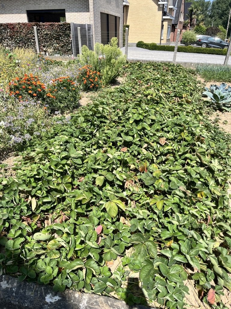 aardbeiplanten Allegro, Tuin en Terras, Planten | Tuinplanten, Vaste plant, Fruitplanten, Halfschaduw, Lente, Ophalen