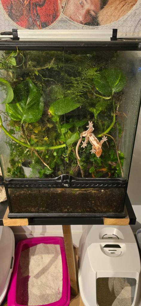 Exo terra teratium 45×45×60cm met wimpergekko lilly white, Ophalen