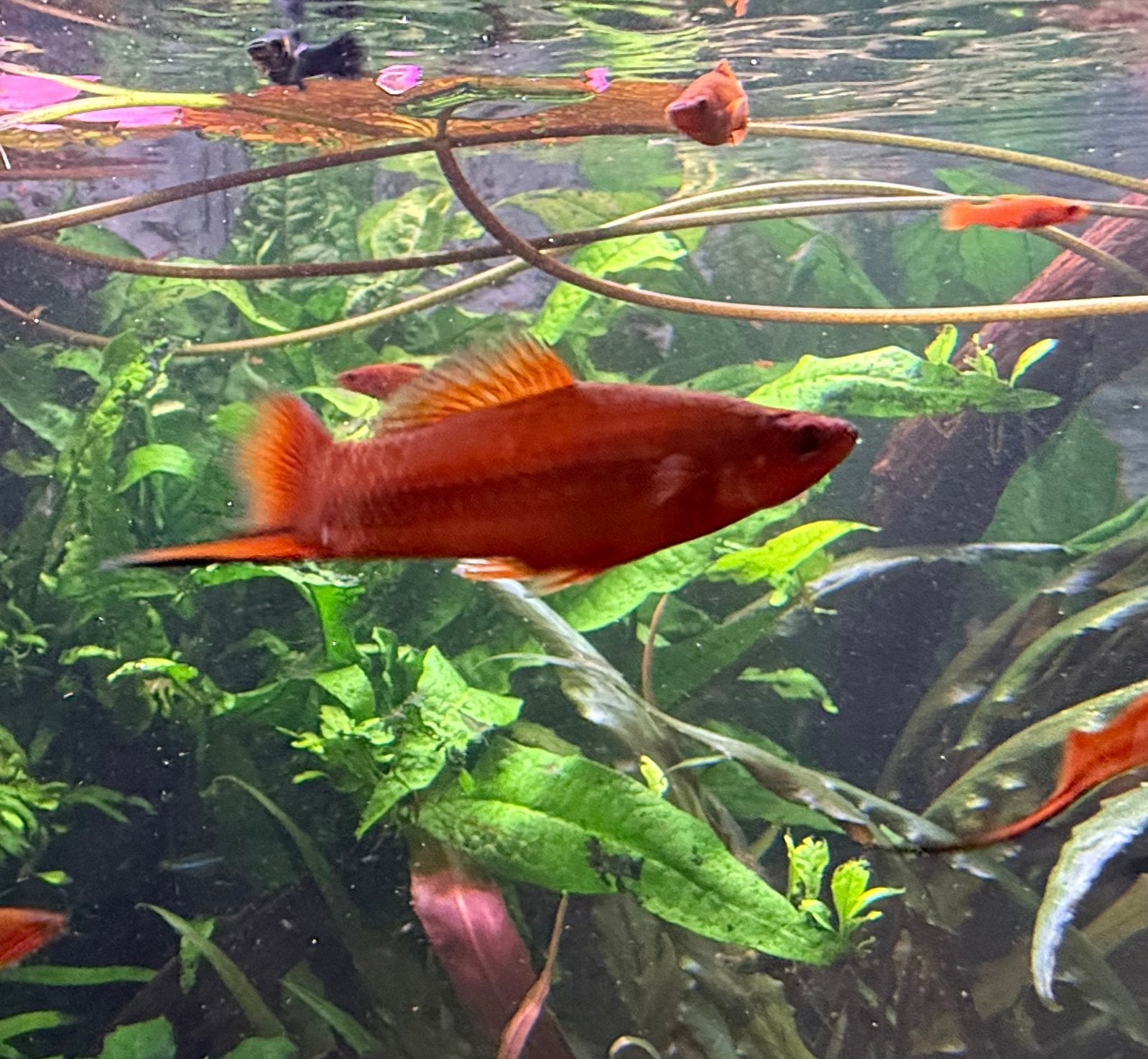 Sword Fisch / zwaarddragers
