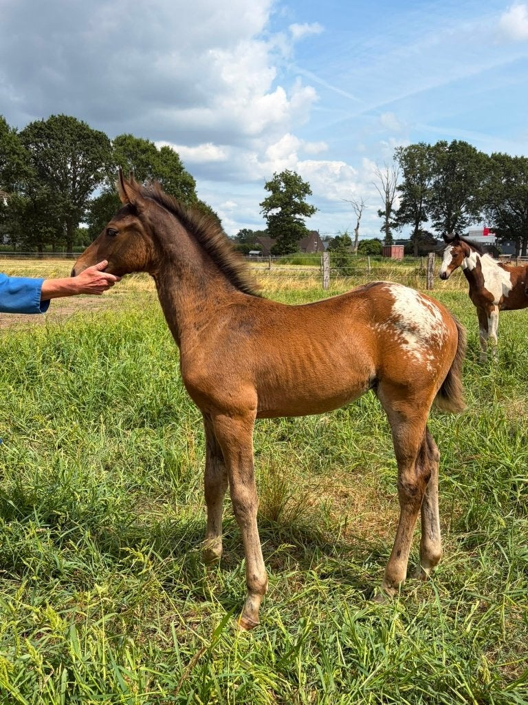 VEULEN MET APARTE KLEUR EN SPRINGGENEN, Springpaard, Met stamboom, Niet van toepassing, 0 tot 2 jaar