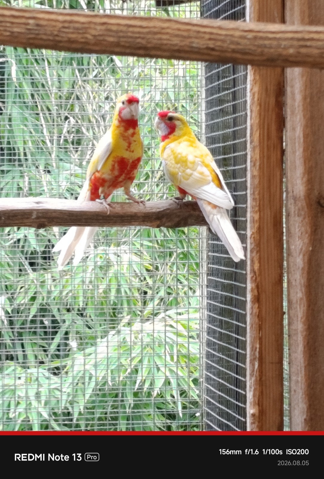 lutino penanten l, Dieren en Toebehoren, Vogels | Kanaries
