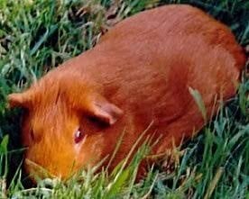 Gezocht goudkleur cavia, Janvier, Cobaye