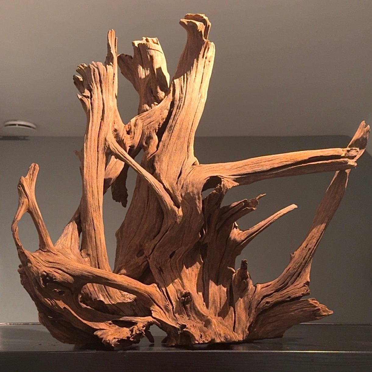 XXL Stuk Kienhout / Spiderwood / Driftwood, Hout Decoratie, Ophalen of Verzenden, Zo goed als nieuw, Decoratie