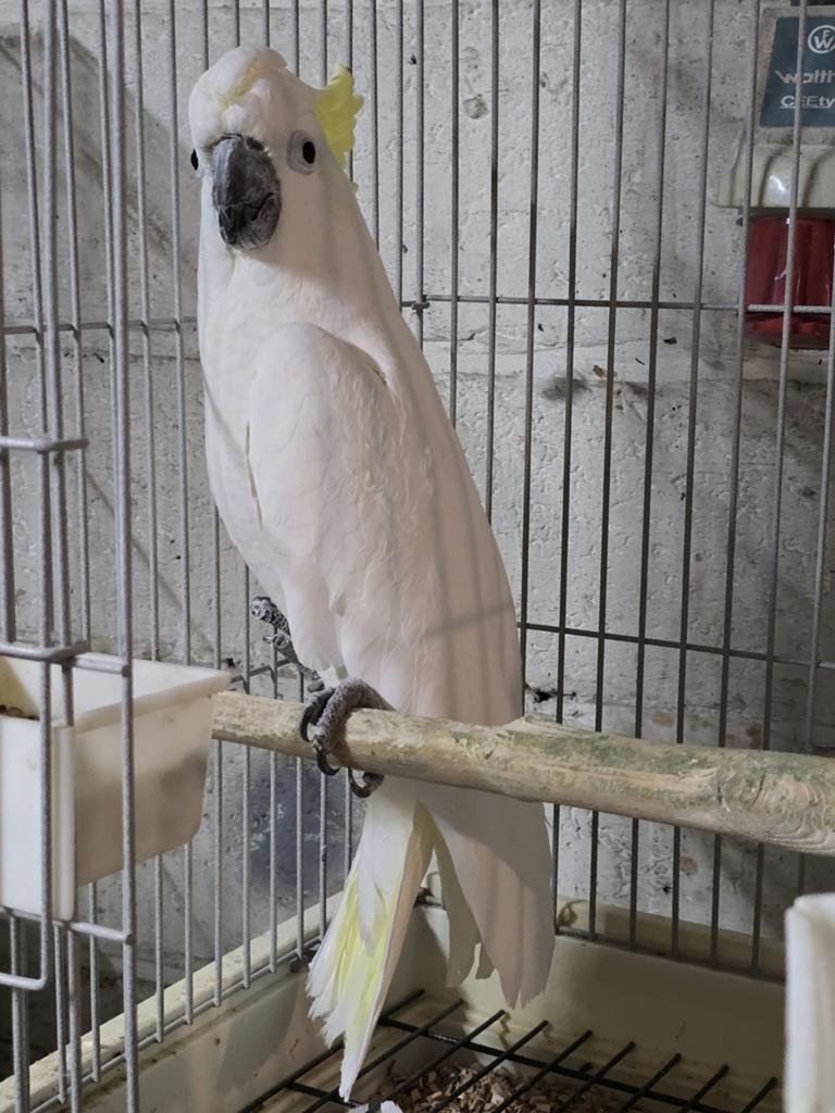 Triton Kakatoe man 2000, Dieren en Toebehoren, Mannelijk, Papegaai