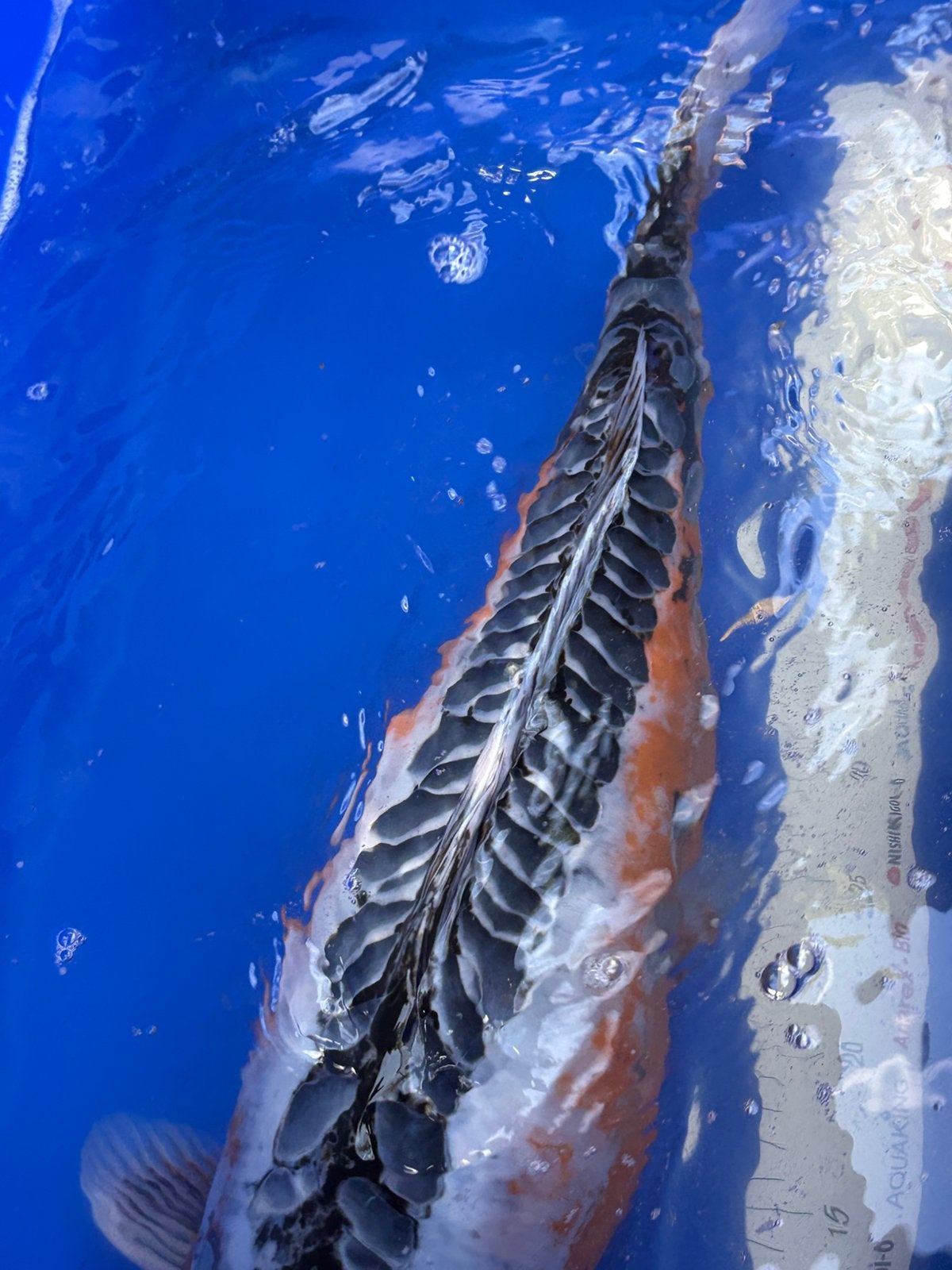 Sushui koi, Dieren en Toebehoren