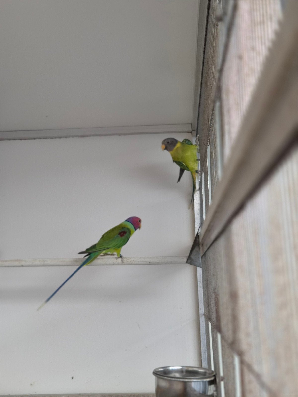 koppel pruikoppen, Dieren en Toebehoren, Ophalen