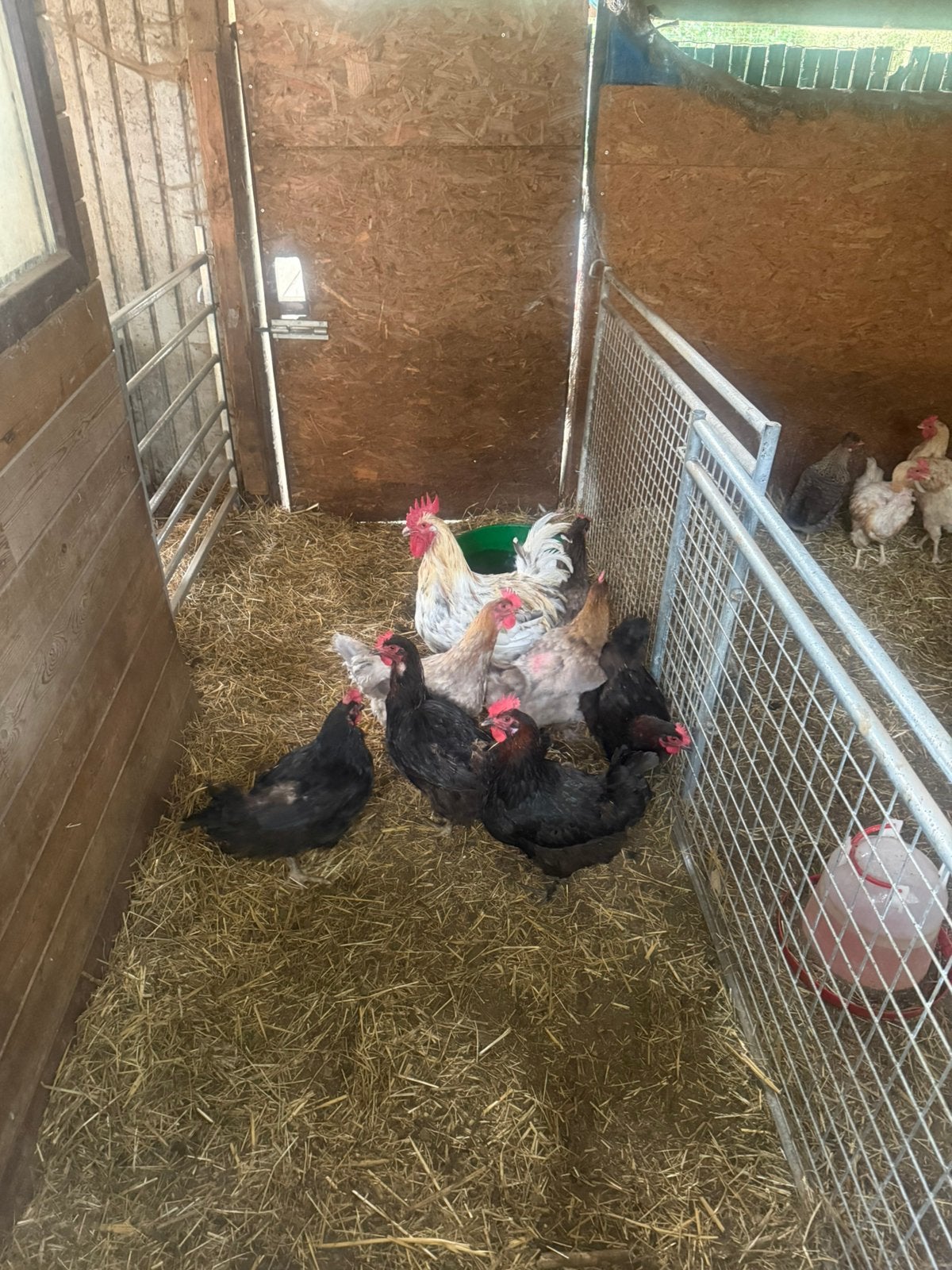 Kippen, Plusieurs animaux, Poule ou poulet