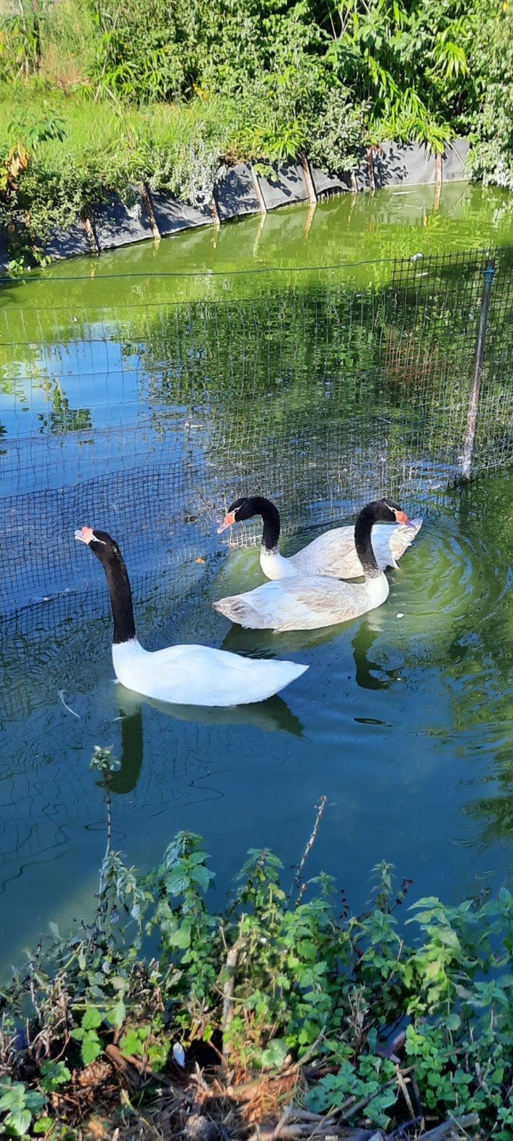 Zwarthalszwaan mannelijke zwaan, Dieren en Toebehoren, Mannelijk, Gans of Zwaan