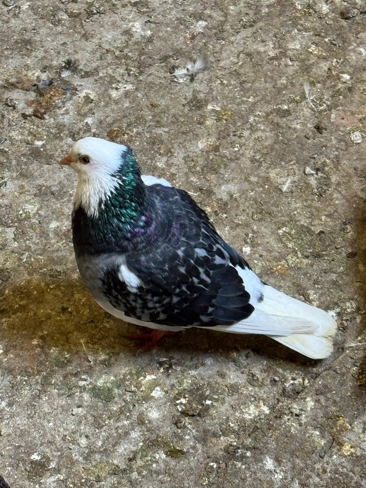 Pigeons