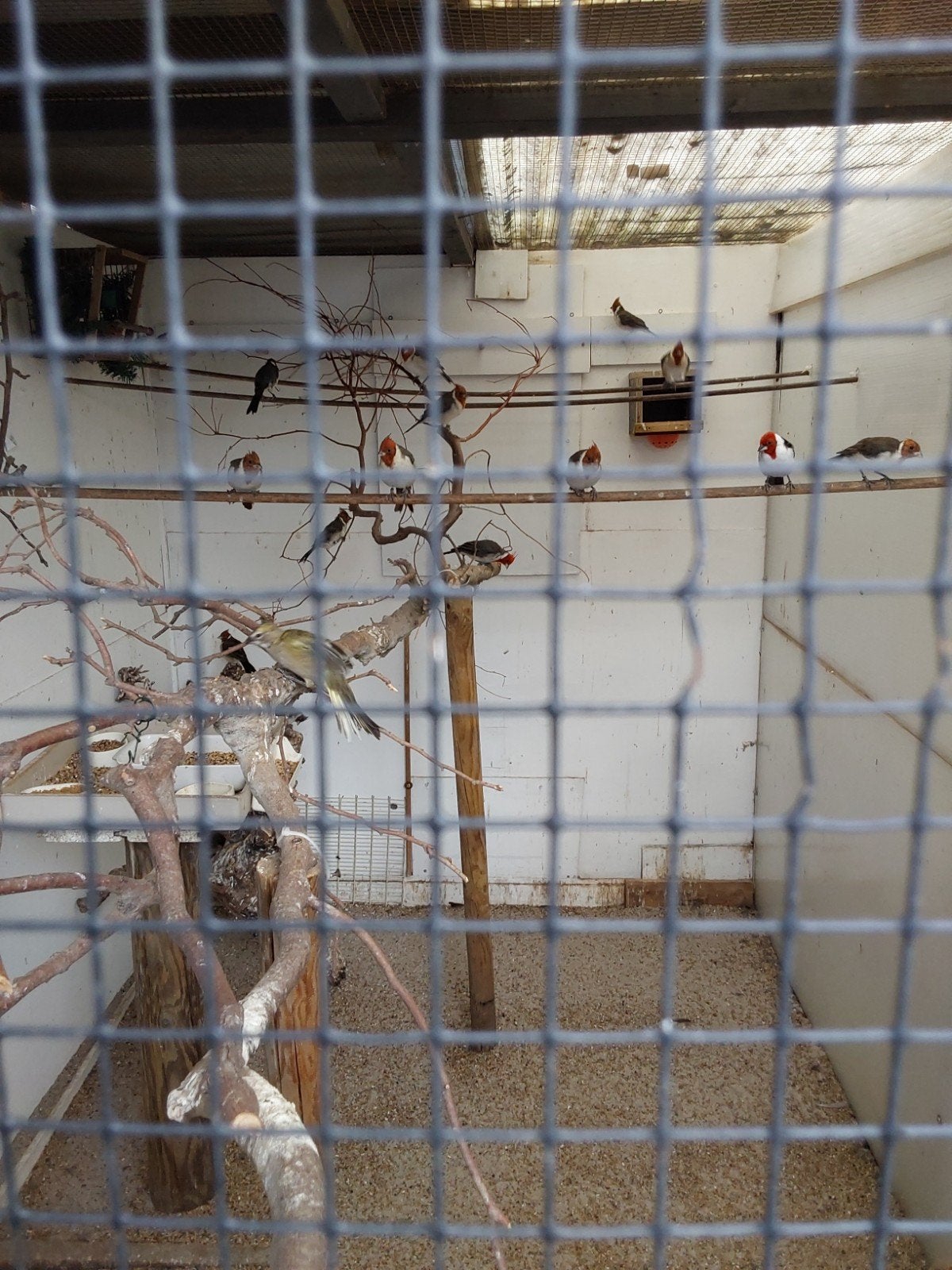 Roodkuifkardinalen, Dieren en Toebehoren, Geringd