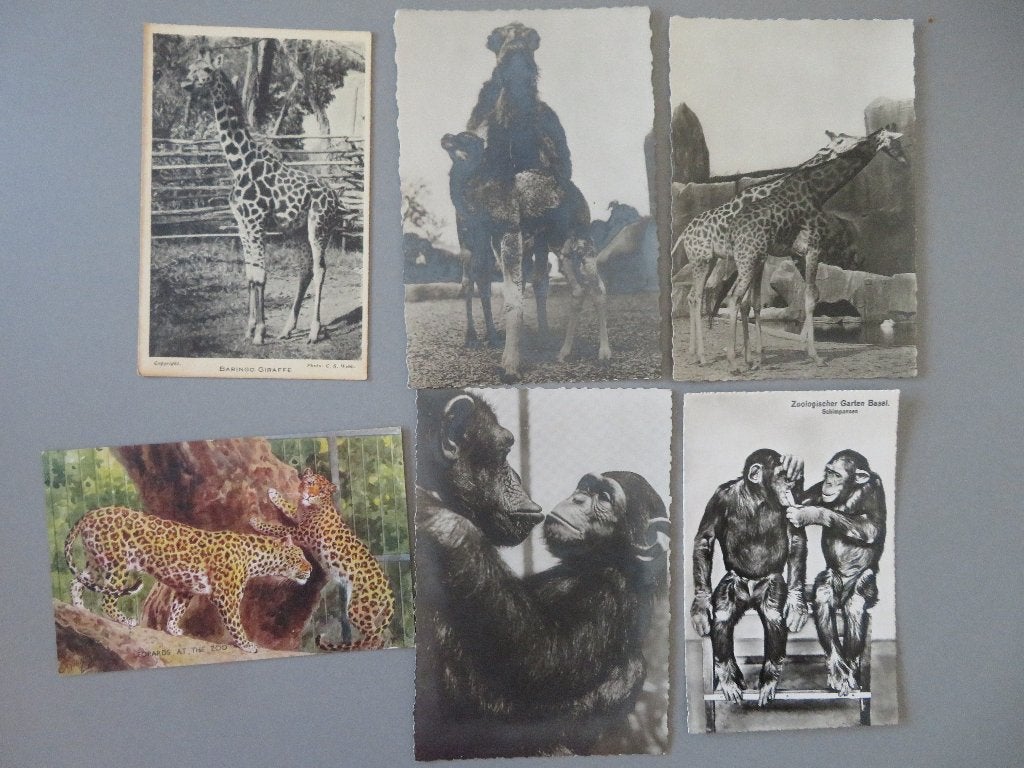 6 kaarten Dieren Dierentuin Leopards Giraf Apen enz, Verzamelen, Postkaarten | Dieren, Verzenden, Gelopen
