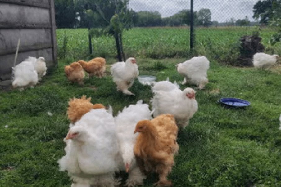 Cochin, gros tétras, blanc, Animaux & Accessoires