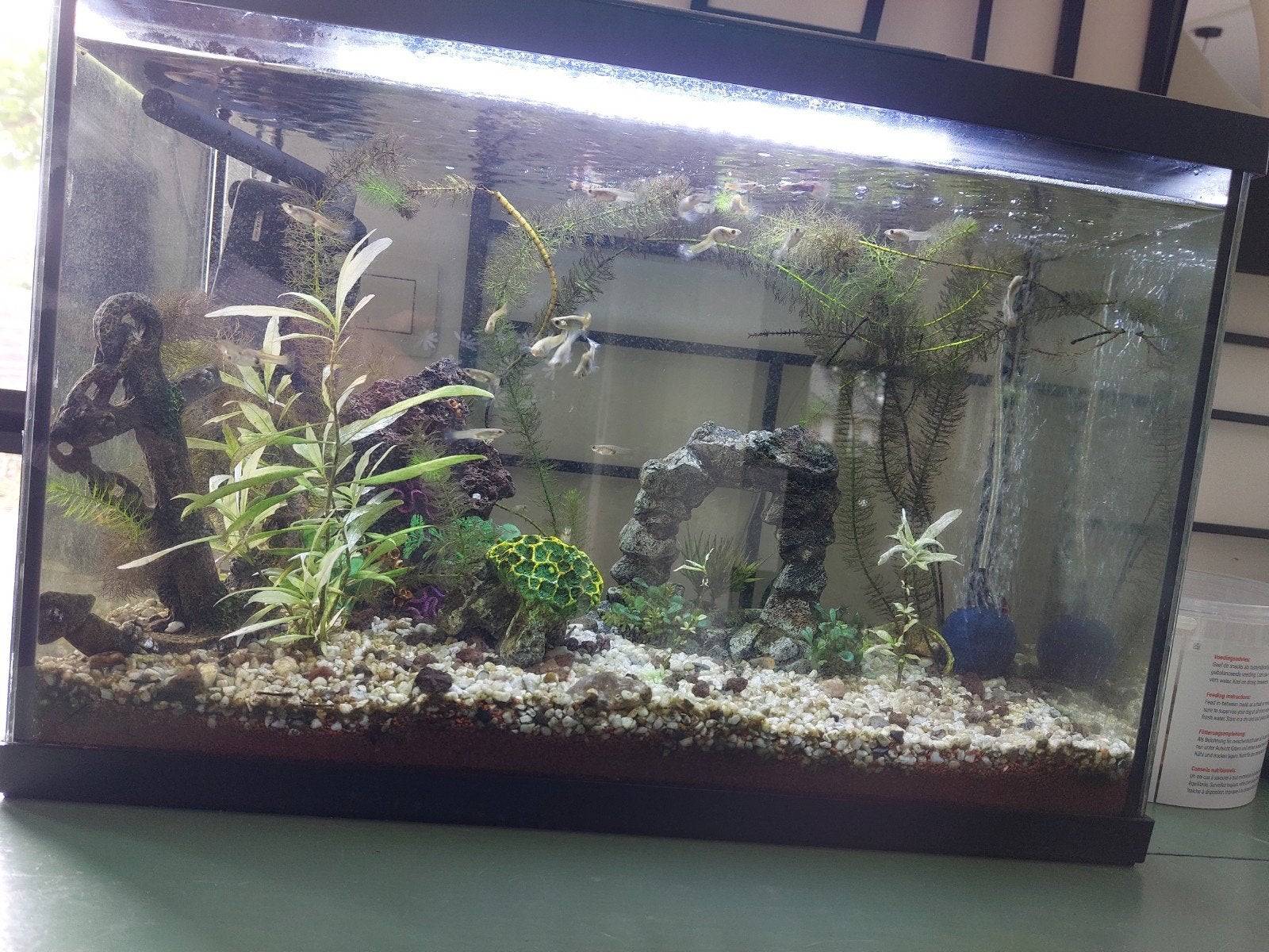 Aquarium 70L met guppies en slakken, Dieren en Toebehoren, Ophalen, Filter