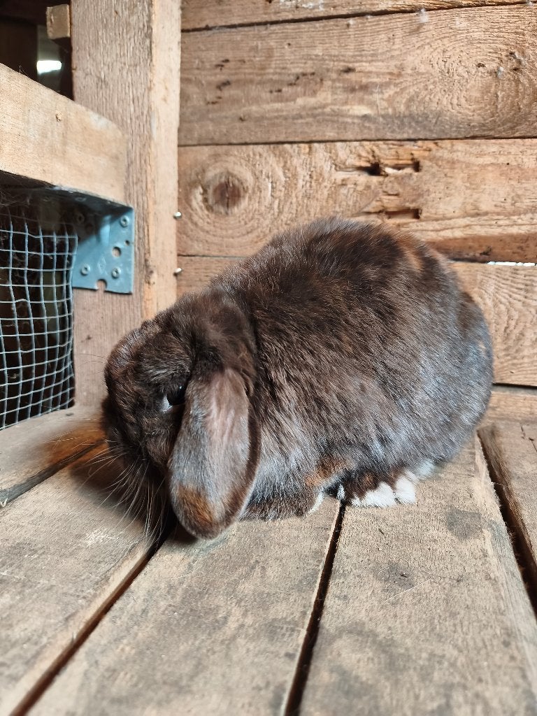 Lief NHD konijn, Dieren en Toebehoren, Vrouwelijk, Klein, Hangoor, 0 tot 2 jaar
