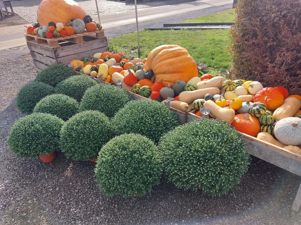 pompoenen en chrysanten, Enlèvement ou Envoi