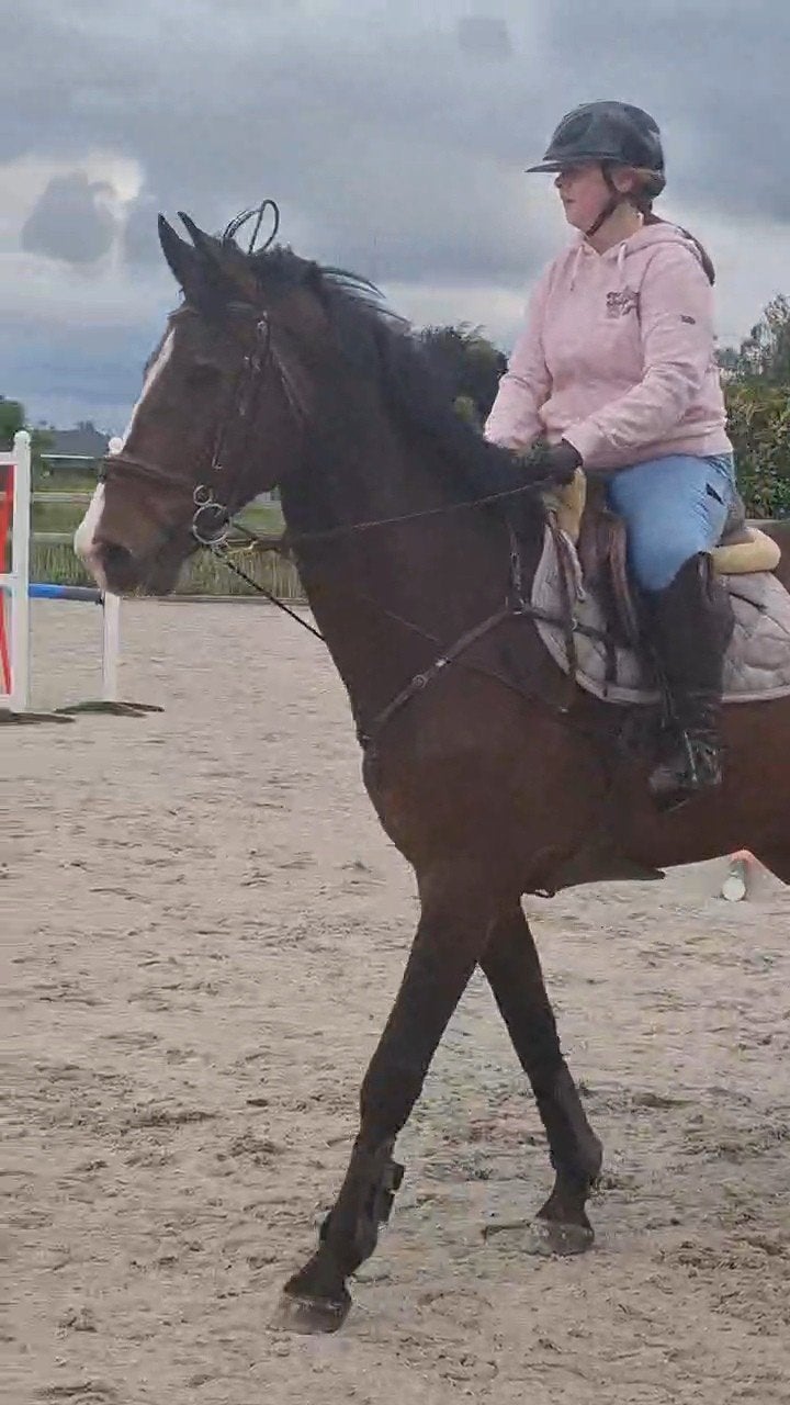 lieve Allrounder te koop !, Animaux & Accessoires, Chevaux, 11 ans ou plus, M, 165 à 170 cm, Cheval de saut