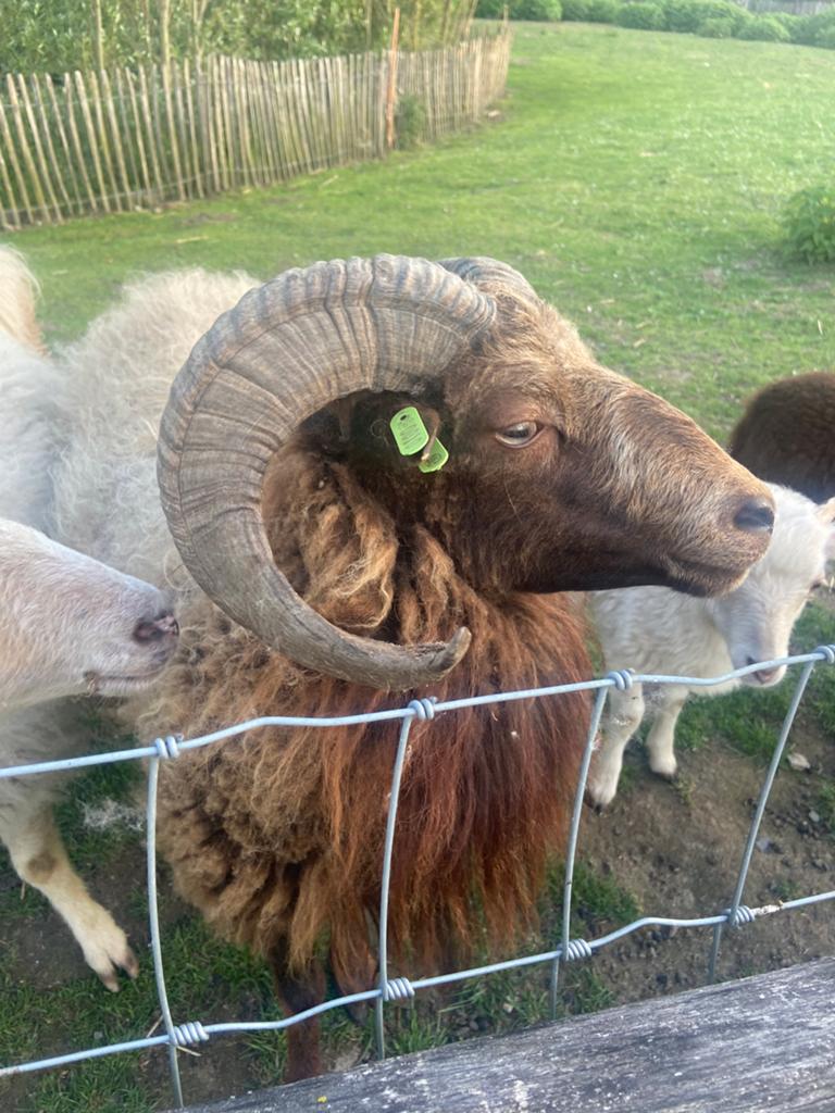 Ouessant ram bruin, Dieren en Toebehoren, Schapen, Geiten en Varkens, Mannelijk, Schaap, 0 tot 2 jaar