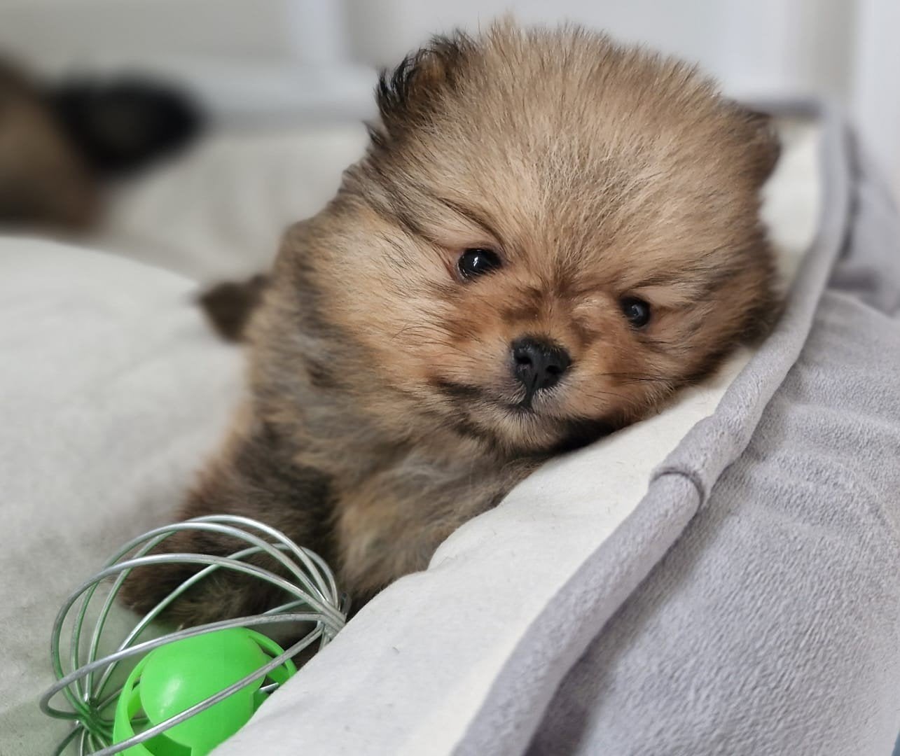 Pomeriaan puppie dwergkeesje pomeranian, Dieren en Toebehoren, België, Fokker | Hobbymatig, CDV (hondenziekte), 8 tot 15 weken