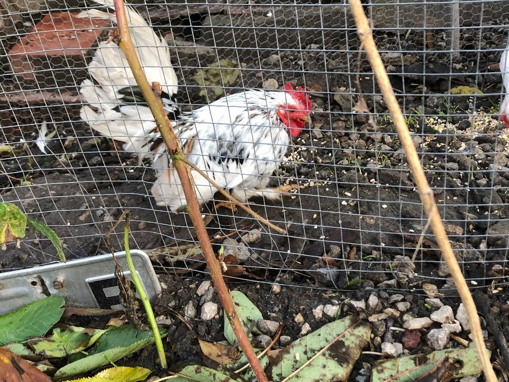 Chabo, Animaux & Accessoires, Mâle, Poule ou poulet