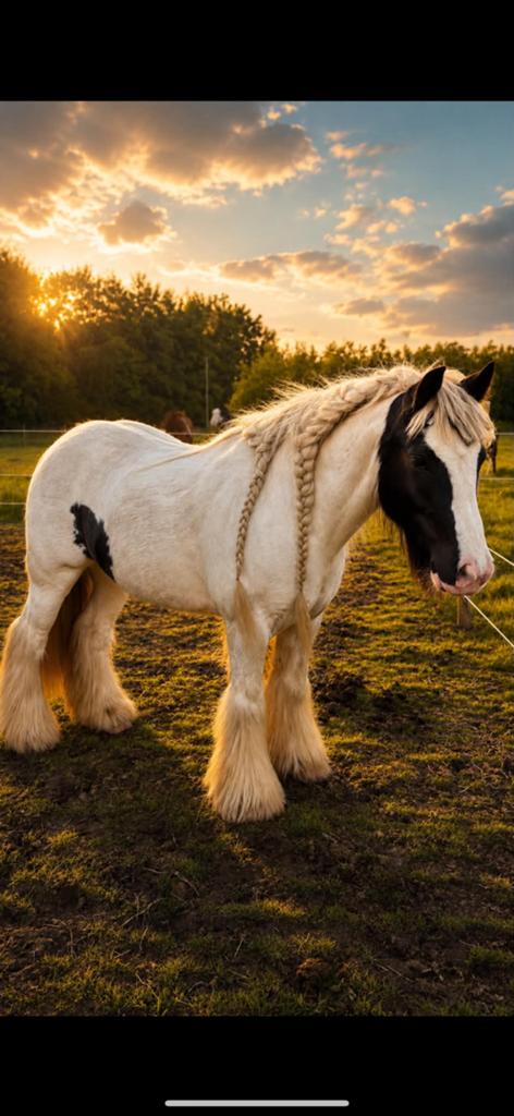 Te koop:Prachtige mini tinker, Dieren en Toebehoren, Paarden