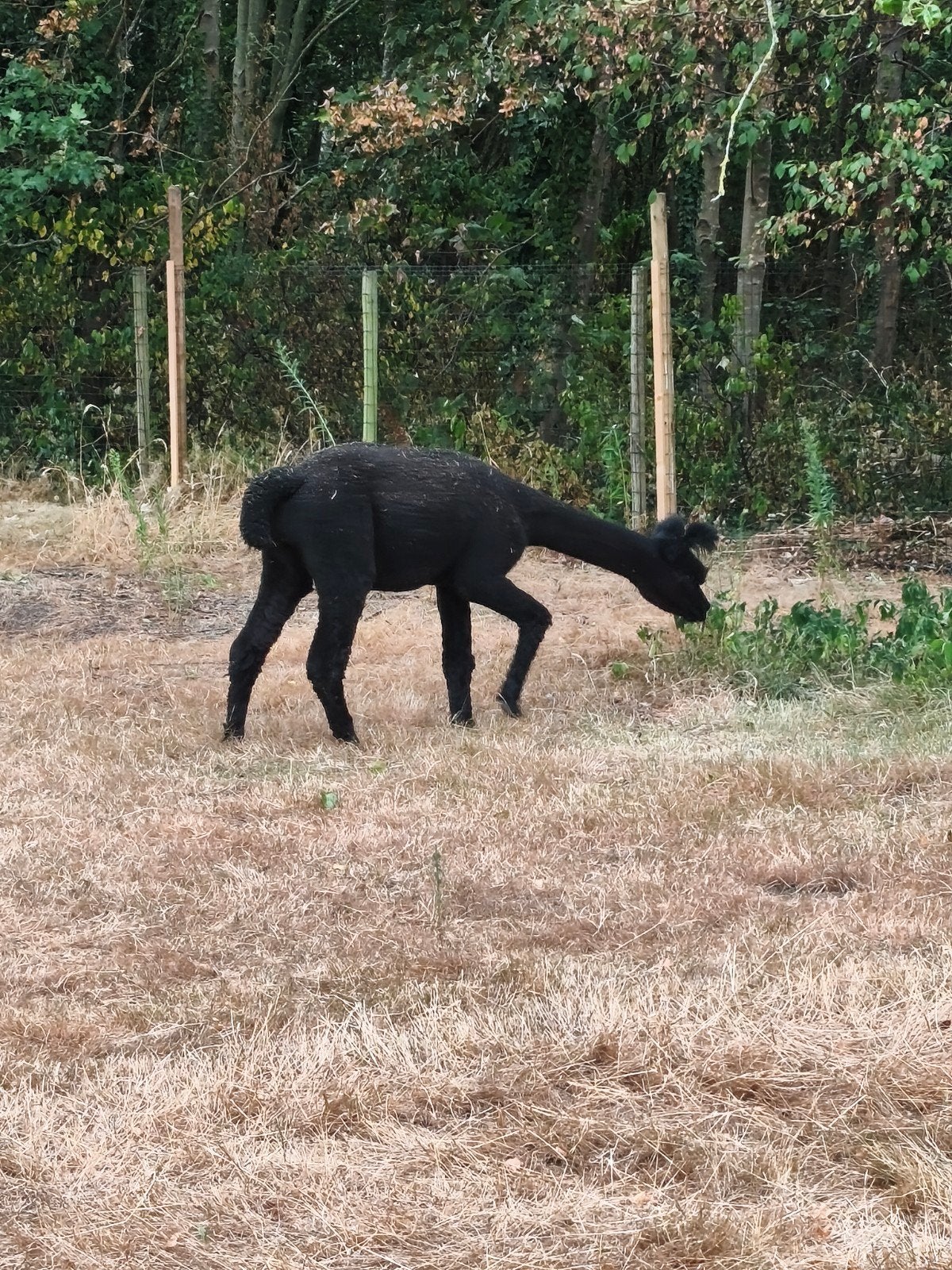hengst te koop, Dieren en Toebehoren, Oktober