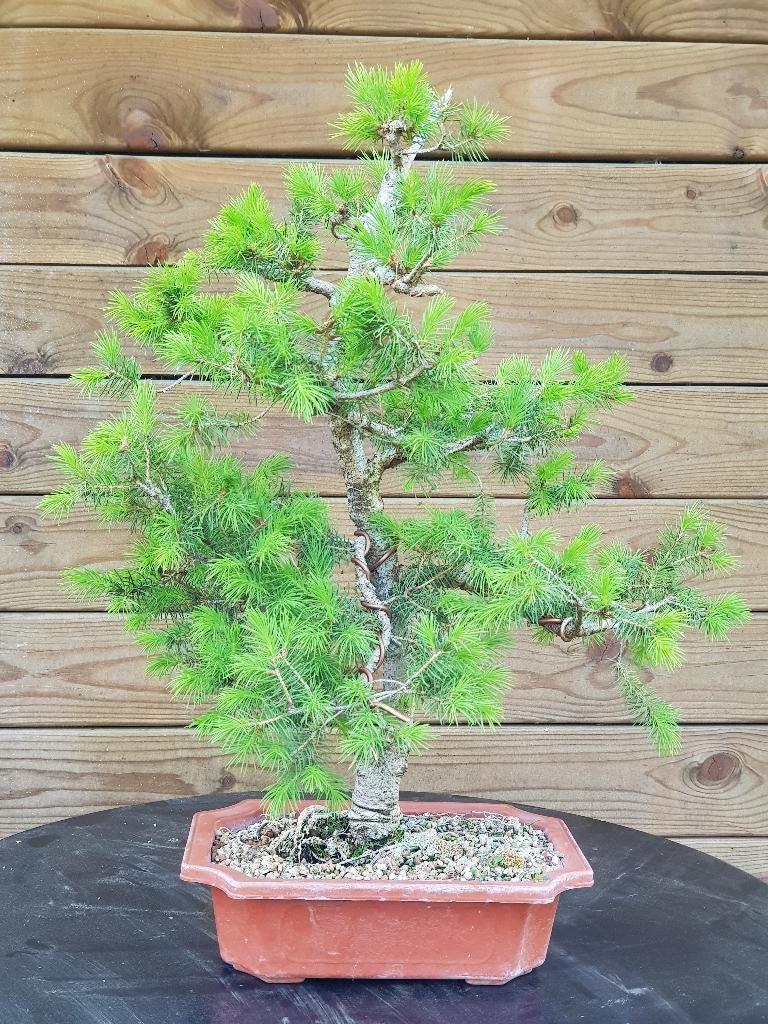 Te koop: pre-bonsai / bonsaimateriaal, Picea glauca, Volle zon, Vaste plant, Bloeit niet, Ophalen