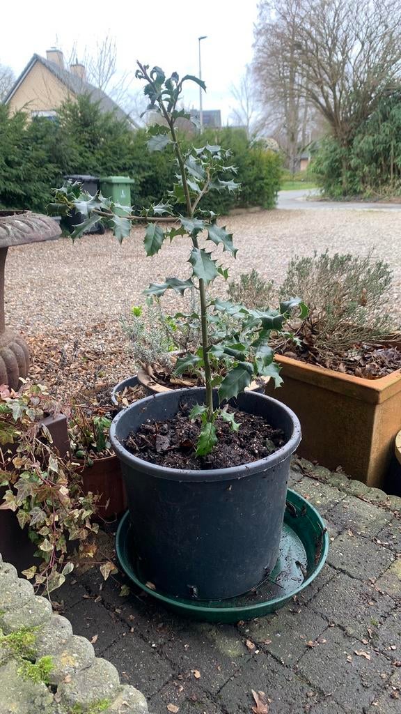 Struik Hulst in plastic pot, Tuin en Terras, Planten | Bomen, Ophalen