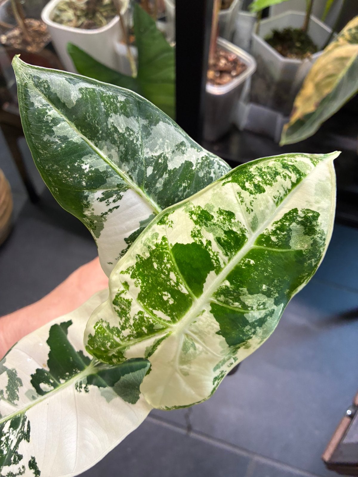 Alocasia Frydek variegata, Autres espèces, En pot, Enlèvement ou Envoi, Moins de 100 cm