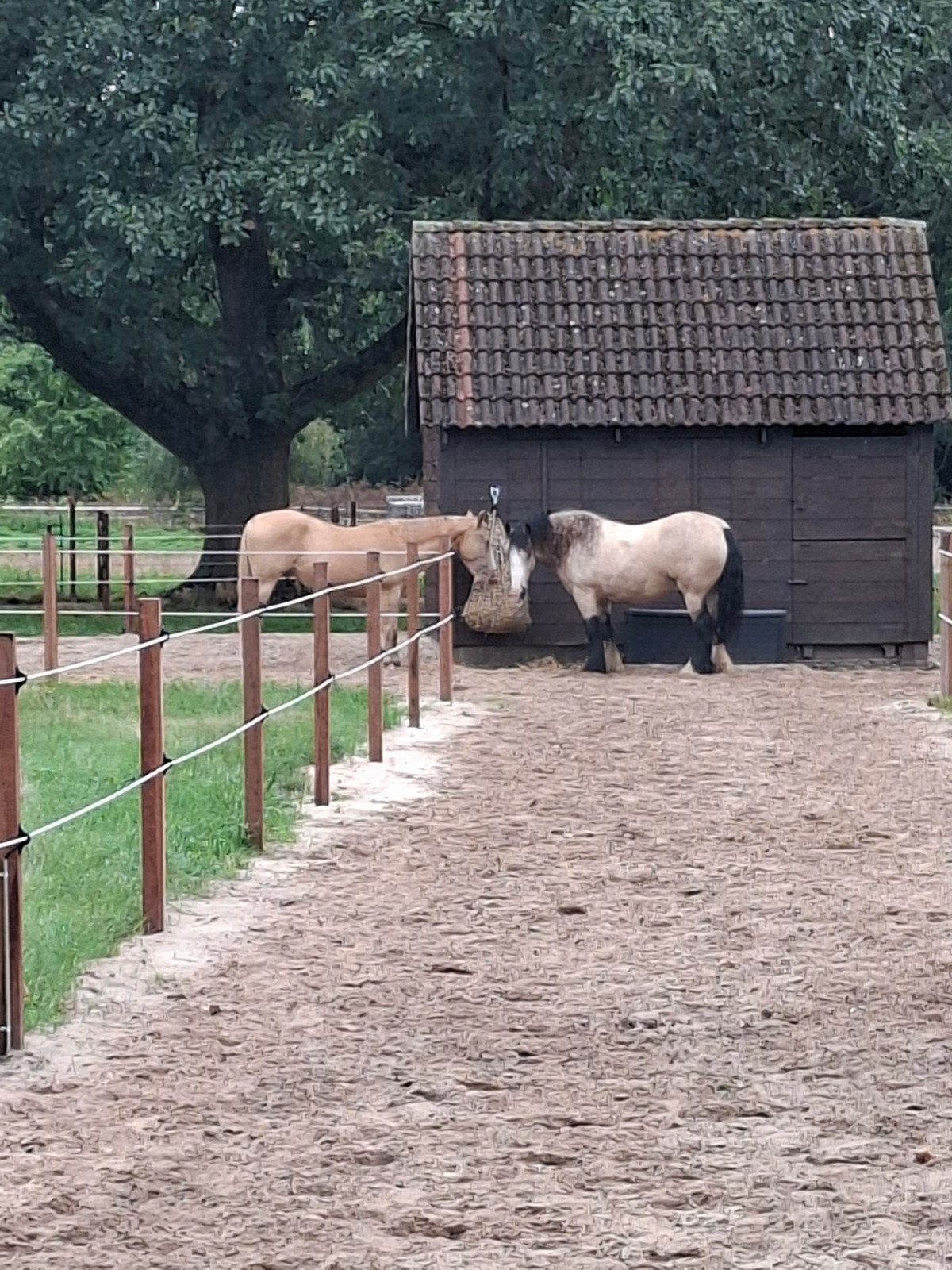 Vrijwillige stalhulp gezocht op Paddock Paradise (3 paarden)