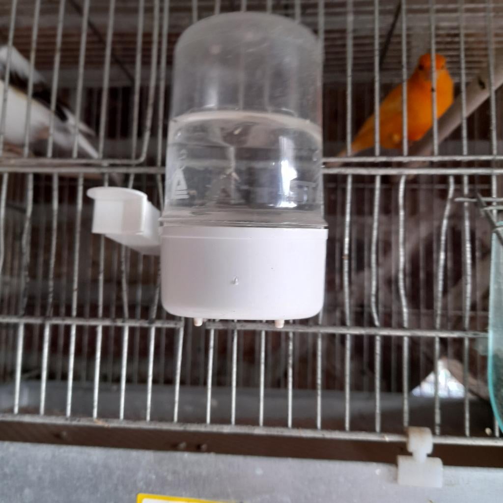 oranje kanarie, Dieren en Toebehoren, Vogels | Kanaries, Mannelijk