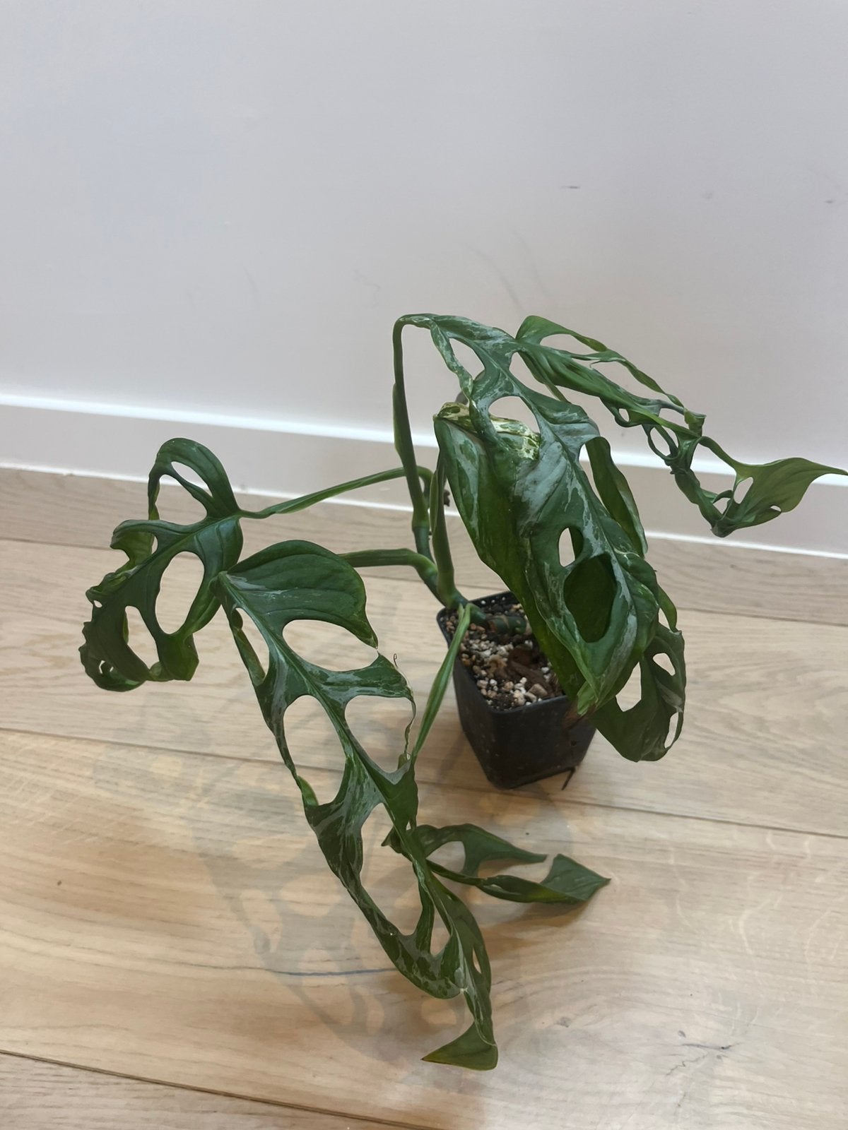Monstera Adansonii Indonesian Form Variegated, Enlèvement ou Envoi