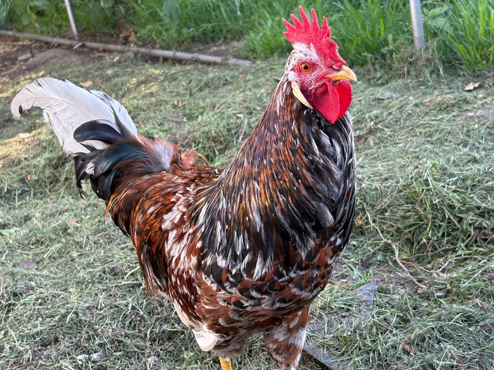 Jonge haantje te koop, Mannelijk, Kip