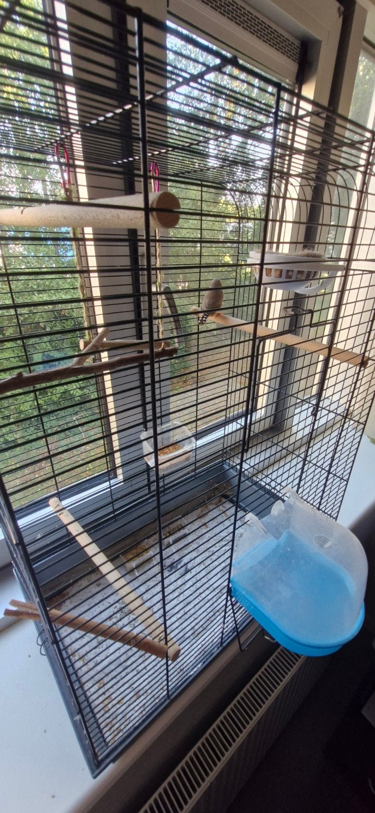 3 cages à oiseaux + Zebra Finch + accessoires, Enlèvement, Utilisé, Métal, Cage à oiseaux