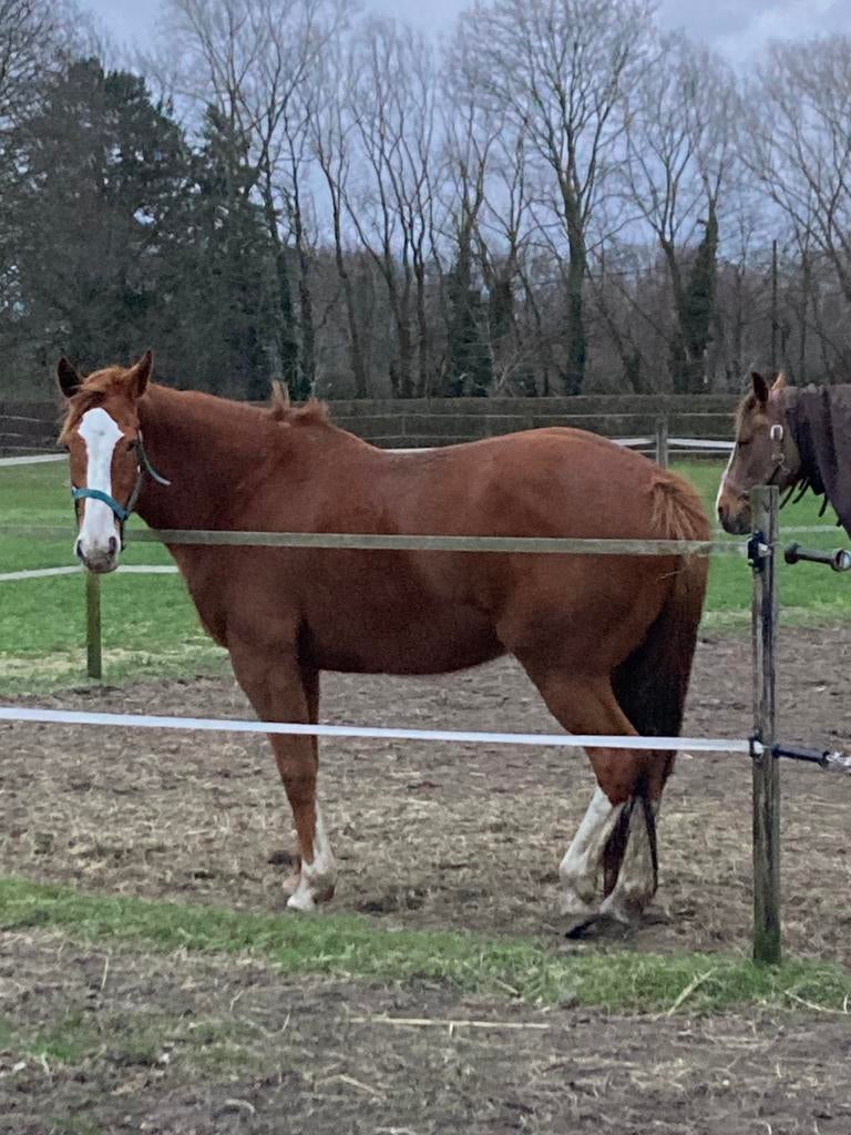 Merrie 13 jaar, Dieren en Toebehoren, Paarden, Merrie