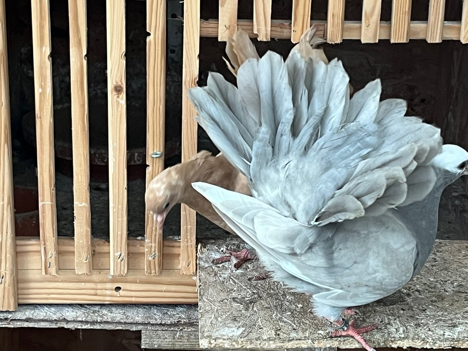 Pauwstaart met waaierstaart, Dieren en Toebehoren, Meerdere dieren, Overige soorten
