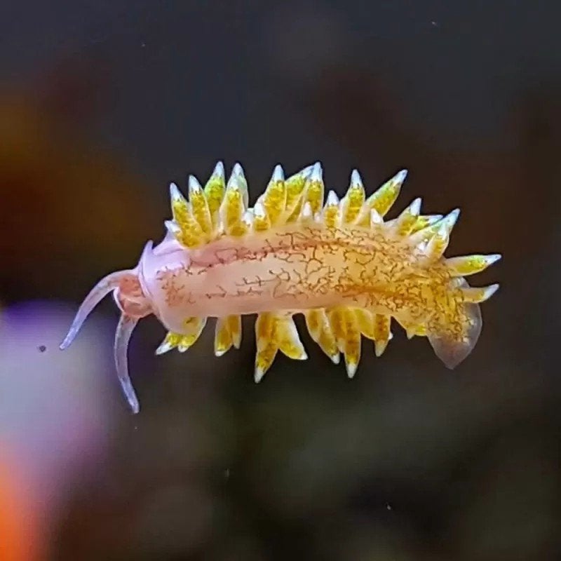 Bergia slakken tegen aptasia plaag, Animaux & Accessoires, Poissons | Poissons d'aquarium, Poisson de mer, Escargot ou Mollusque