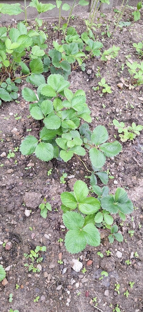 Aardbei planten, Ophalen