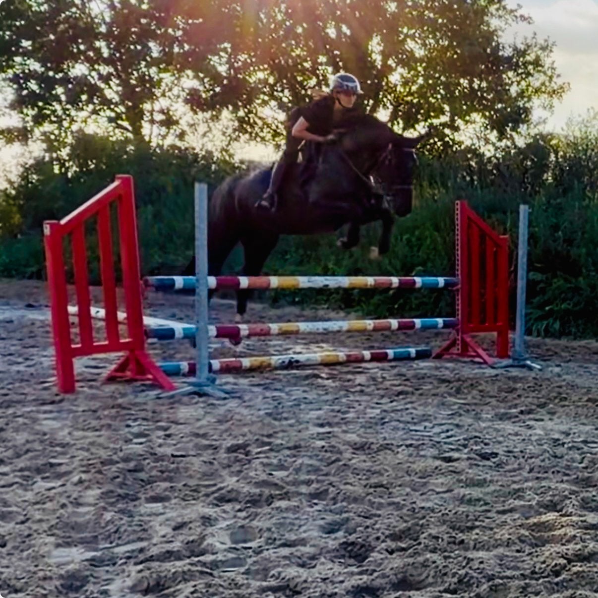 Fantastisch springpaard te koop, Avec pedigree, B, 165 à 170 cm, Cheval de saut