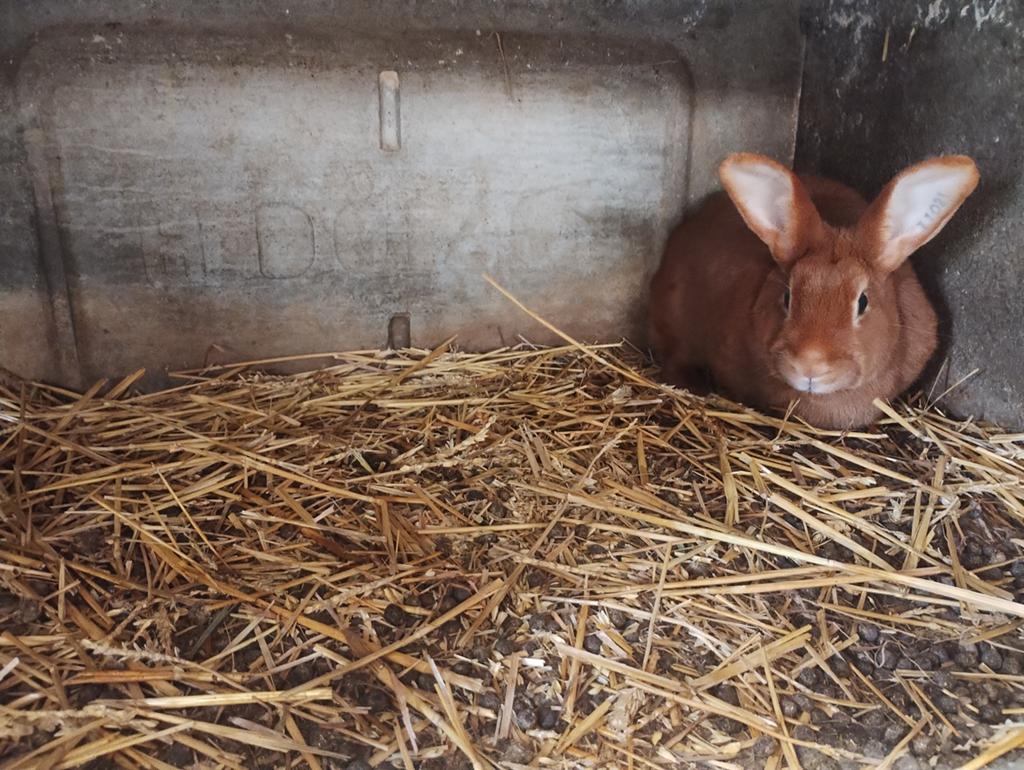Vaal van bourgondië voedster, Dieren en Toebehoren, Konijnen