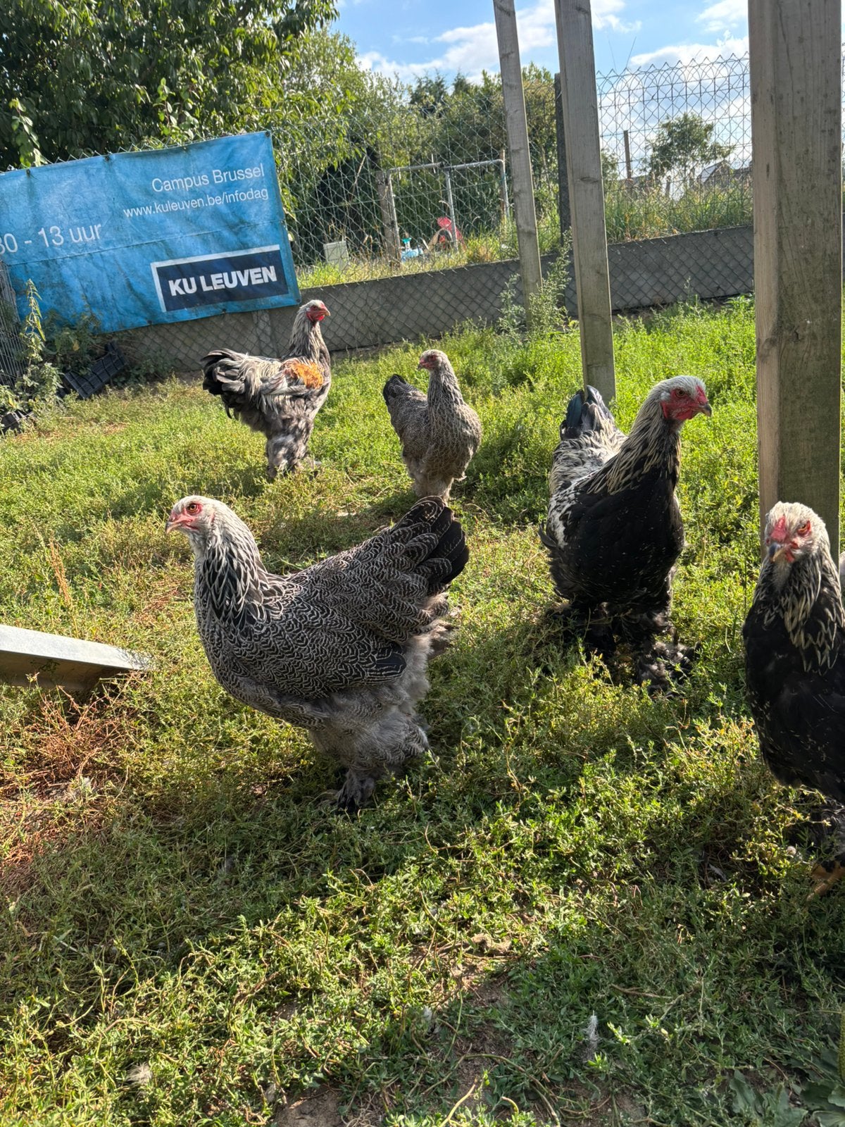 Brhama, Dieren en Toebehoren, Pluimvee