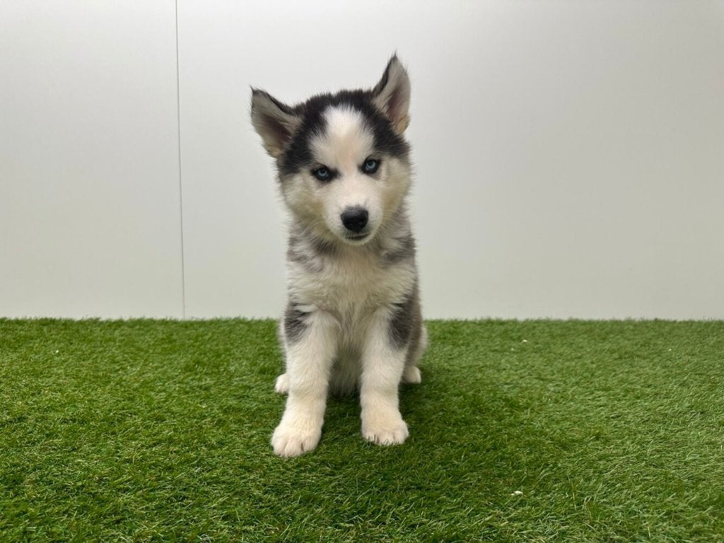 Siberische Husky pups, België, 8 tot 15 weken, Poolhond, CDV (hondenziekte)