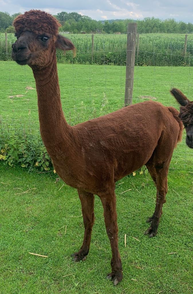 Te koop: Drachtige alpaca merrie – Billie June, Dieren en Toebehoren, Juli, Vrouwelijk