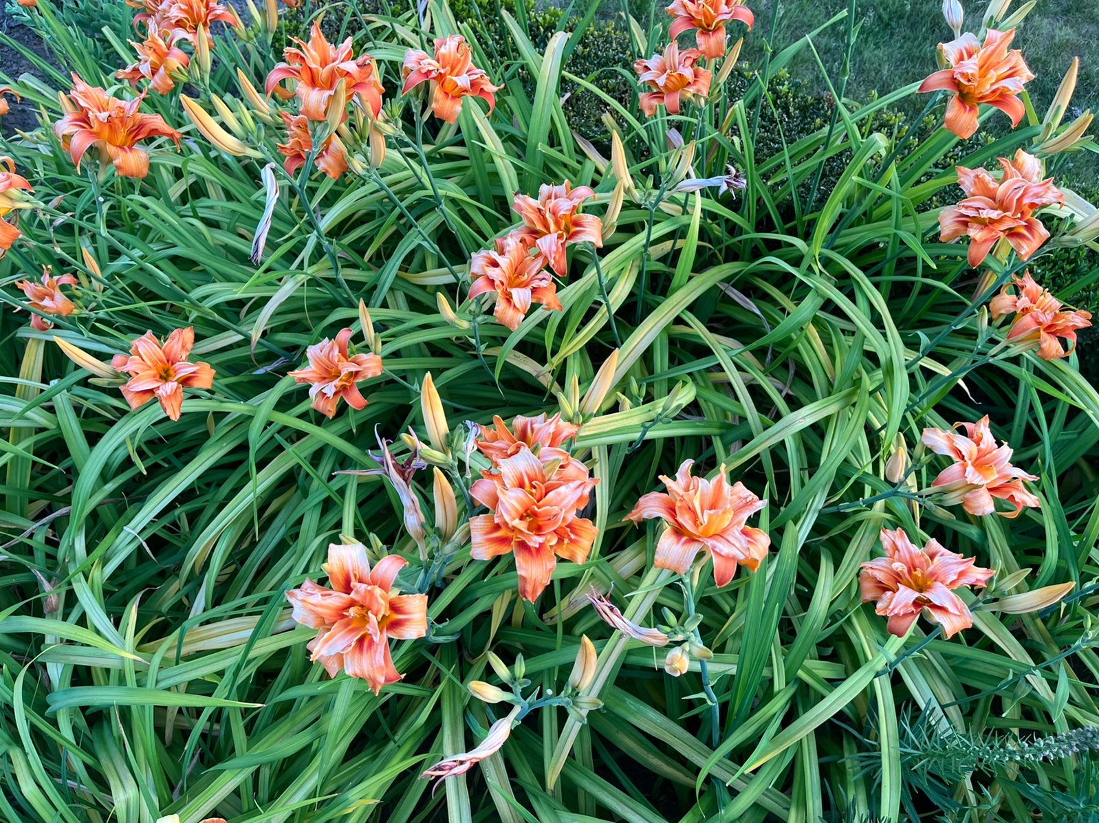 Oranje daglelie, Autres espèces, Été, Enlèvement, Plante fixe