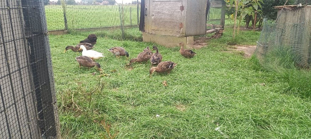 Eenden, Plusieurs animaux, Canard