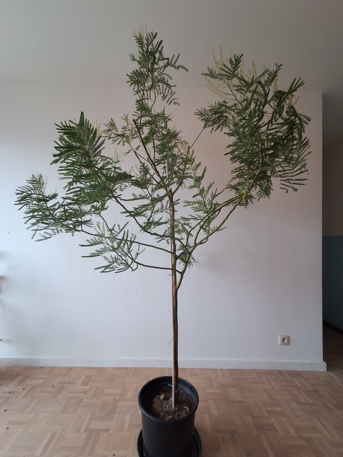Grote Mimosa (Acacia dealbata) –  1.85 m – bloeiklaar, Maison & Meubles, Plantes d'intérieur, Autres espèces, En pot, Plein soleil