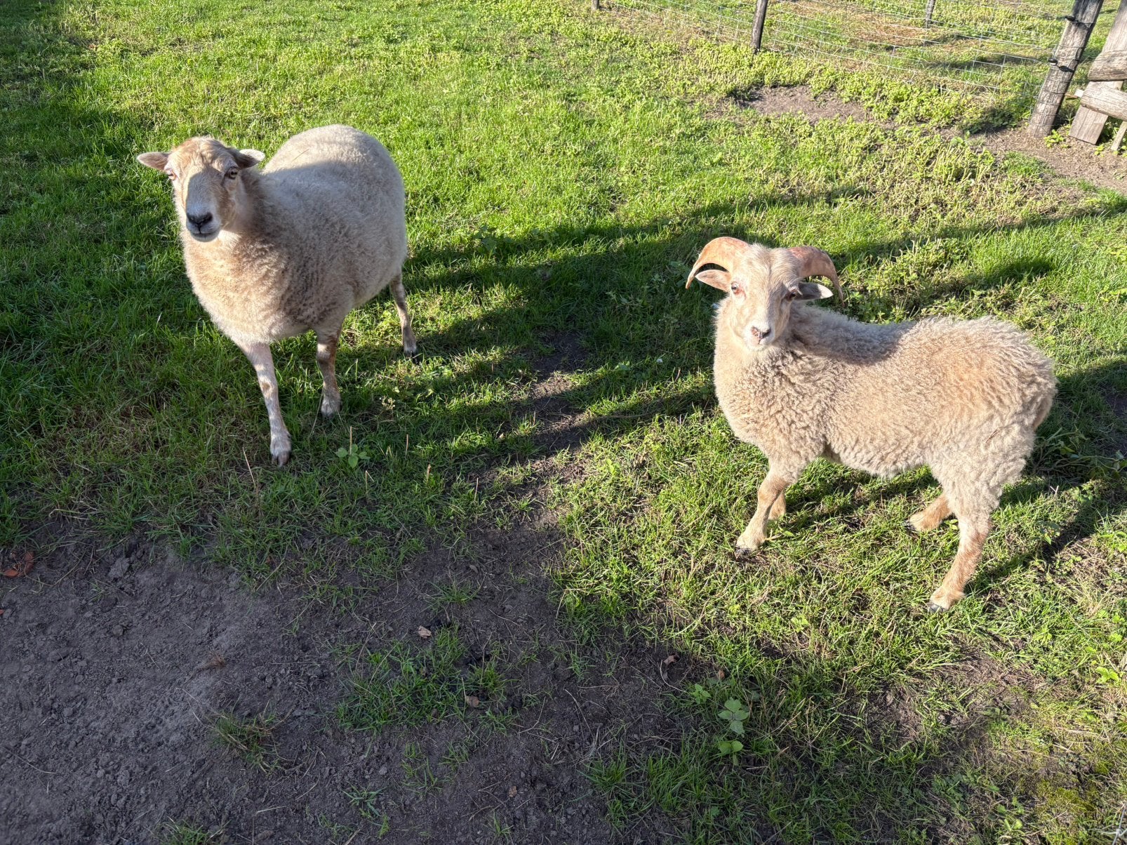Witte Ouessant ooi + lamram, Dieren en Toebehoren